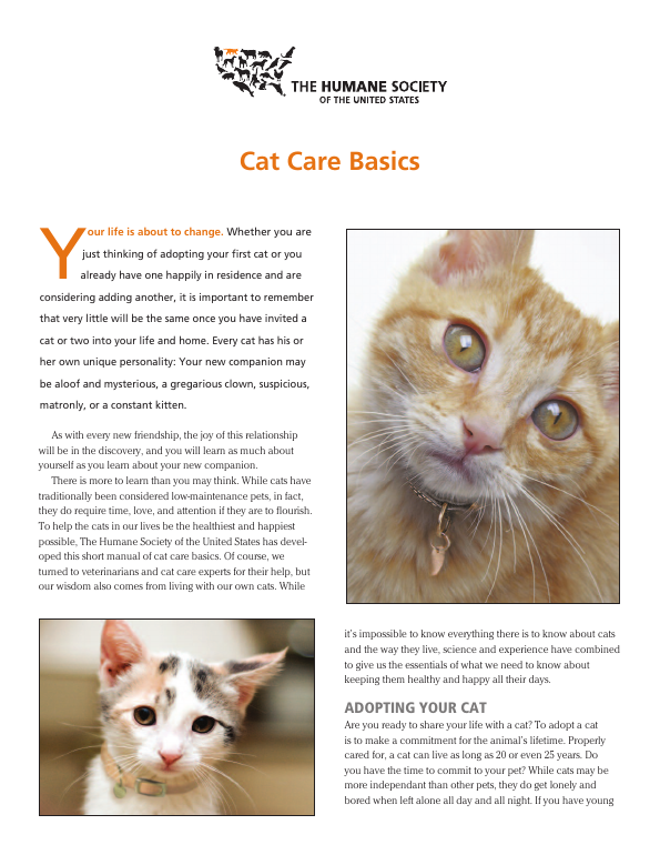 Cat care basics